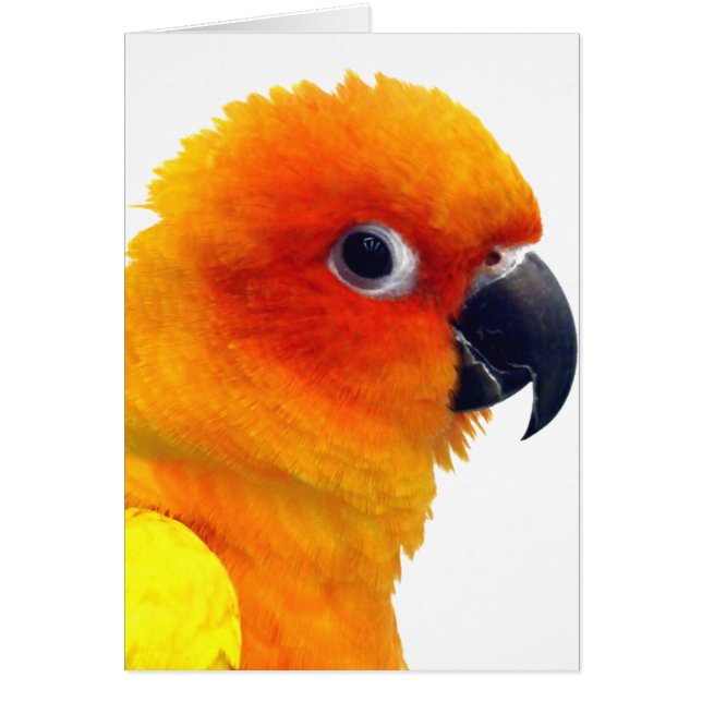 Brilliant Sun Conure (Front)