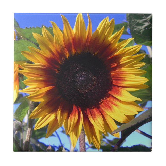 Brilliant Sunflower Tile (Front)