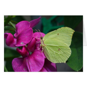 Brimstone