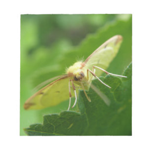 Brimstone Moth Notepad