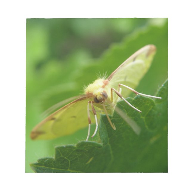 Brimstone Moth Notepad (Front)