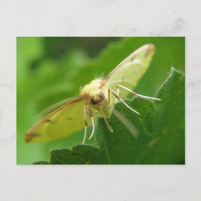 Brimstone Moth Postcard (Front)