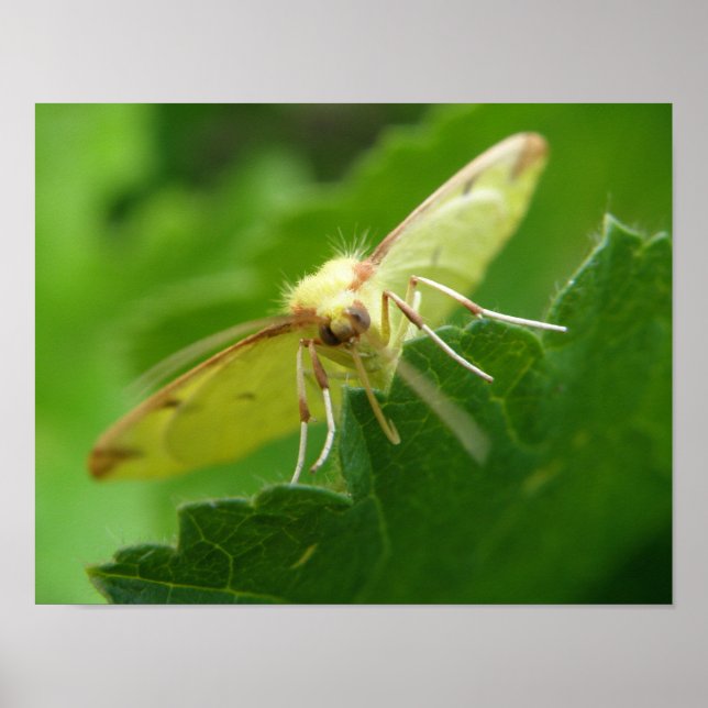 Brimstone Moth Print (Front)