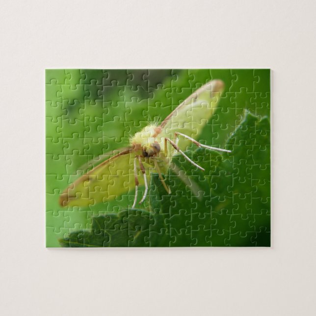 Brimstone Moth Puzzle (Horizontal)