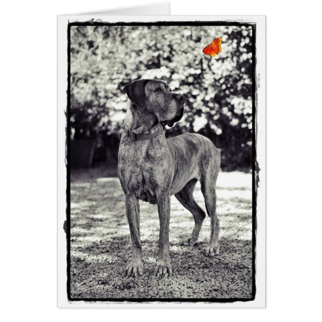 Brindel Dane Helia (Front)