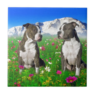 Brindle & Blue Staffordshire & Pit Bull Dogs Ceramic Tile