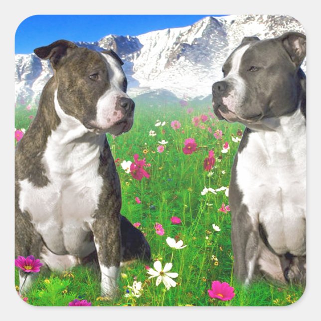 Brindle & Blue Staffordshire & Pit Bull Dogs Square Sticker (Front)