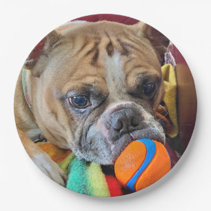 Brindle Boston Terrier Paper Plate