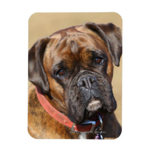 Brindle Boxer Dog Magnet