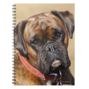 Brindle Boxer Dog Notebook