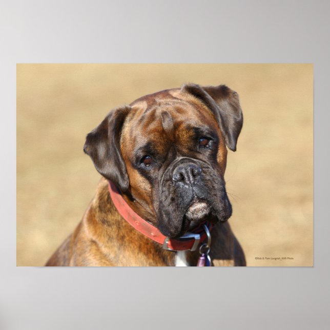 Brindle Boxer Dog Poster (Front)