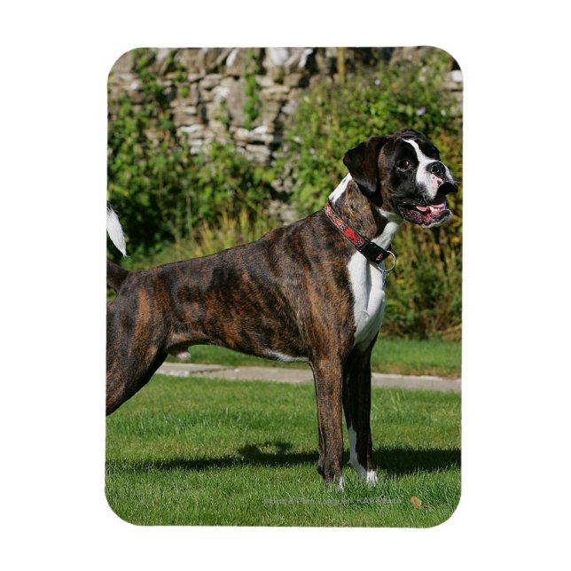 Brindle Boxer Dog Show Stance Magnet (Vertical)