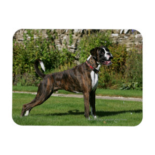 Brindle Boxer Dog Show Stance Magnet