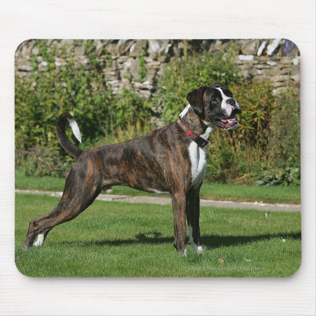 Brindle Boxer Dog Show Stance Mouse Pad (Front)