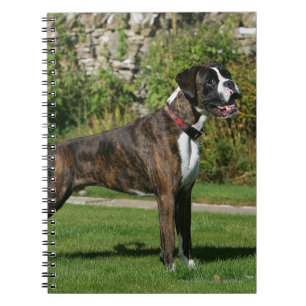 Brindle Boxer Dog Show Stance Notebook