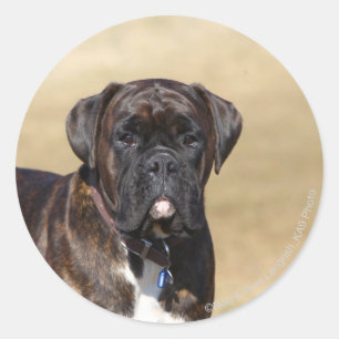 Brindle Boxer Dog Standing Classic Round Sticker