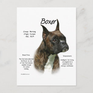 Brindle Boxer History  Postcard