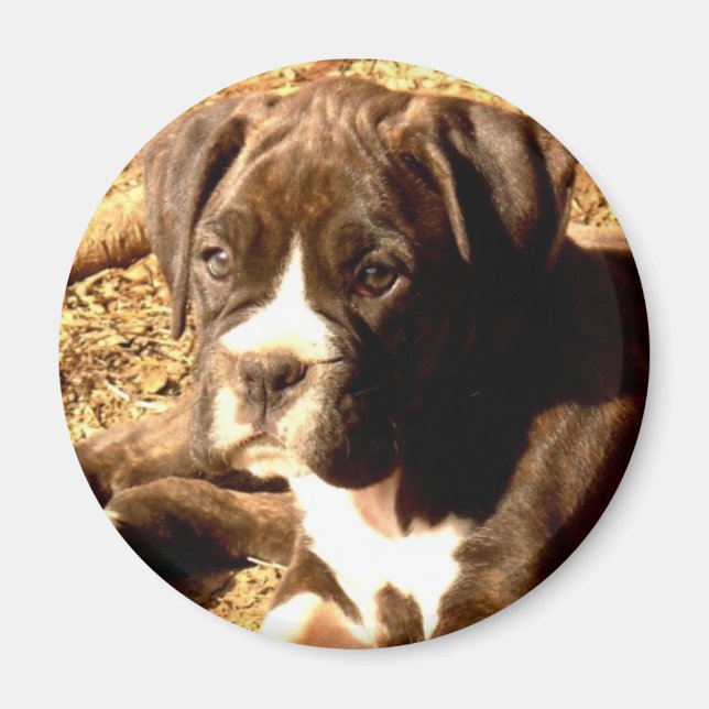 Brindle Boxer pup magnet (Front)