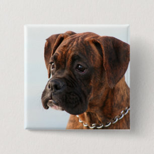 Brindle boxer puppy button