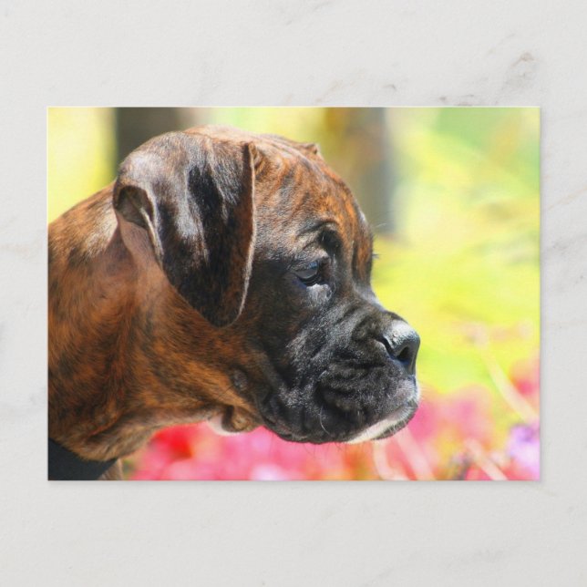 Brindle Boxer puppy postcard (Front)
