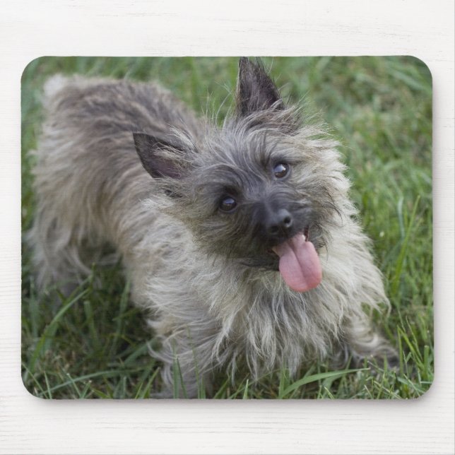 Brindle Cairn Terrier Mousepad (Front)
