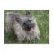 Brindle Cairn Terrier Postcard