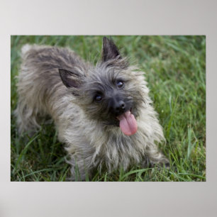 Brindle Cairn Terrier Poster