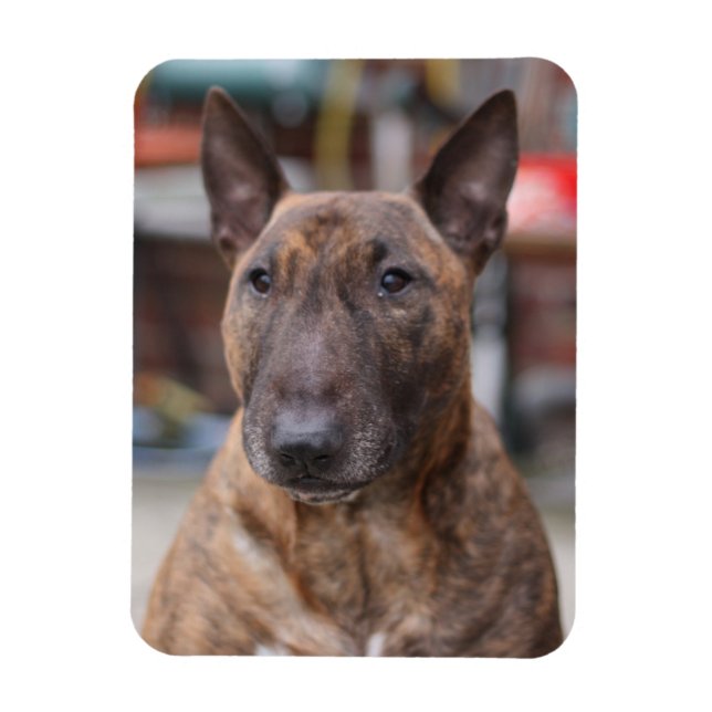 Brindle English Bull Terrier Magnet (Vertical)
