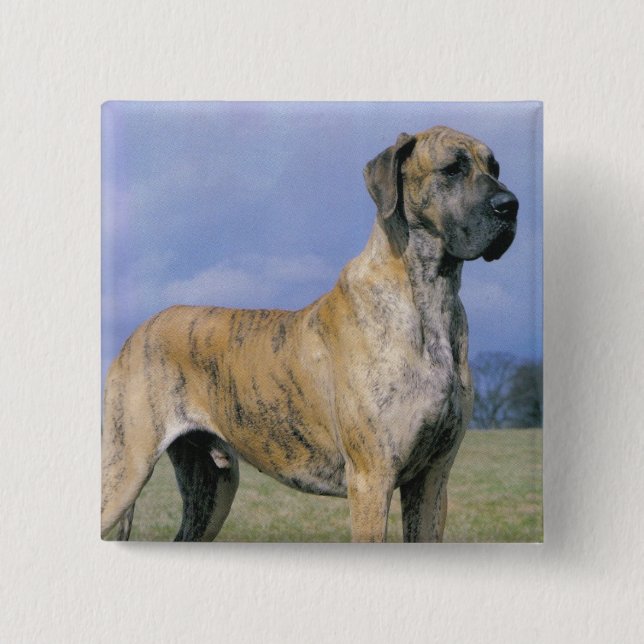Brindle Great Dane button (Front)