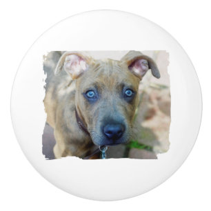 Brindle Pit Bull Puppy by Shirley Taylor Ceramic Knob