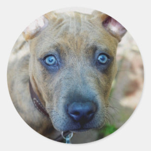 Brindle Pit Bull Puppy by Shirley Taylor Classic Round Sticker