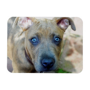 Brindle Pit Bull Puppy by Shirley Taylor Magnet