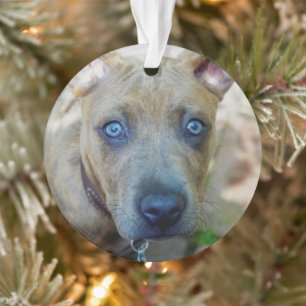 Brindle Pit Bull Puppy by Shirley Taylor Ornament