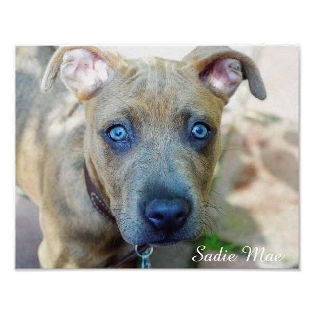 Brindle Pit Bull Puppy by Shirley Taylor Photo Print (Front)