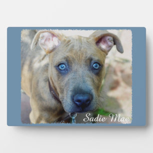 Brindle Pit Bull Puppy by Shirley Taylor Plaque