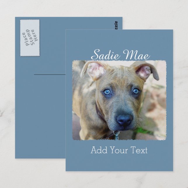 Brindle Pit Bull Puppy by Shirley Taylor Postcard (Front/Back)