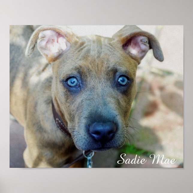 Brindle Pit Bull Puppy by Shirley Taylor Poster (Front)