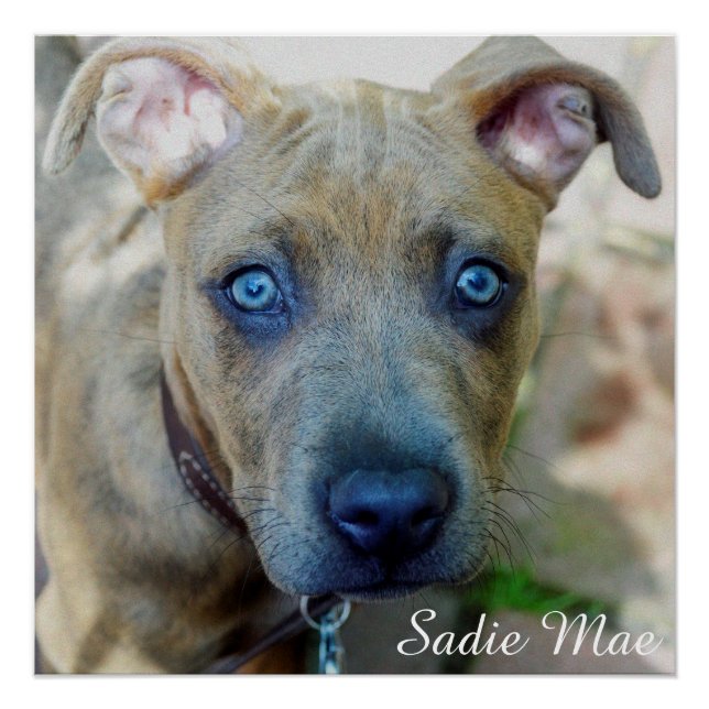Brindle Pit Bull Puppy by Shirley Taylor Poster (Front)