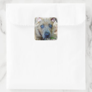 Brindle Pit Bull Puppy by Shirley Taylor Square Sticker