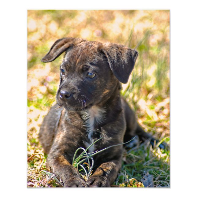 Brindle Puppy and Wild Onion Photo Print (Front)