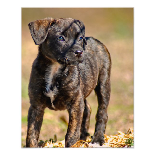 Brindle Puppy Profile Portrait Photo Print (Front)