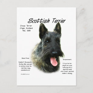 Brindle Scottish Terrier History Postcard