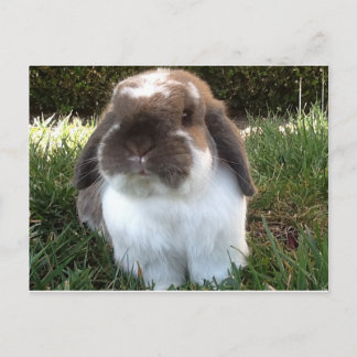 Bring some furriness into your life! postcard