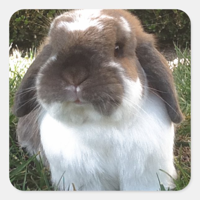 Bring some furriness into your life! square sticker (Front)