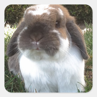 Bring some furriness into your life! square sticker