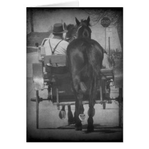 Bringing Home a Horse Behind the Buggy