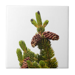 Bristlecone Pine Ceramic Tile
