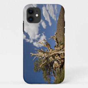 Bristlecone pine in Ancient Bristlecone Forest, iPhone 11 Case