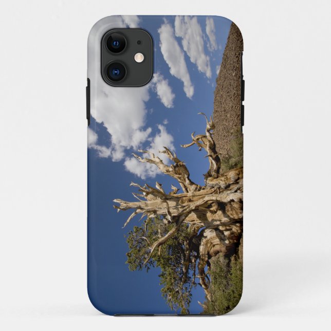 Bristlecone pine in Ancient Bristlecone Forest, Case-Mate iPhone Case (Back)