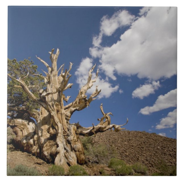 Bristlecone pine in Ancient Bristlecone Forest, Ceramic Tile (Front)